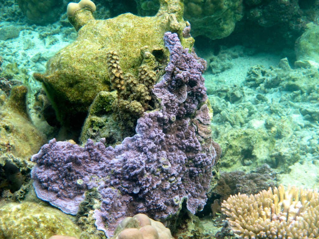 Sea Textures - Coral - Bora Bora