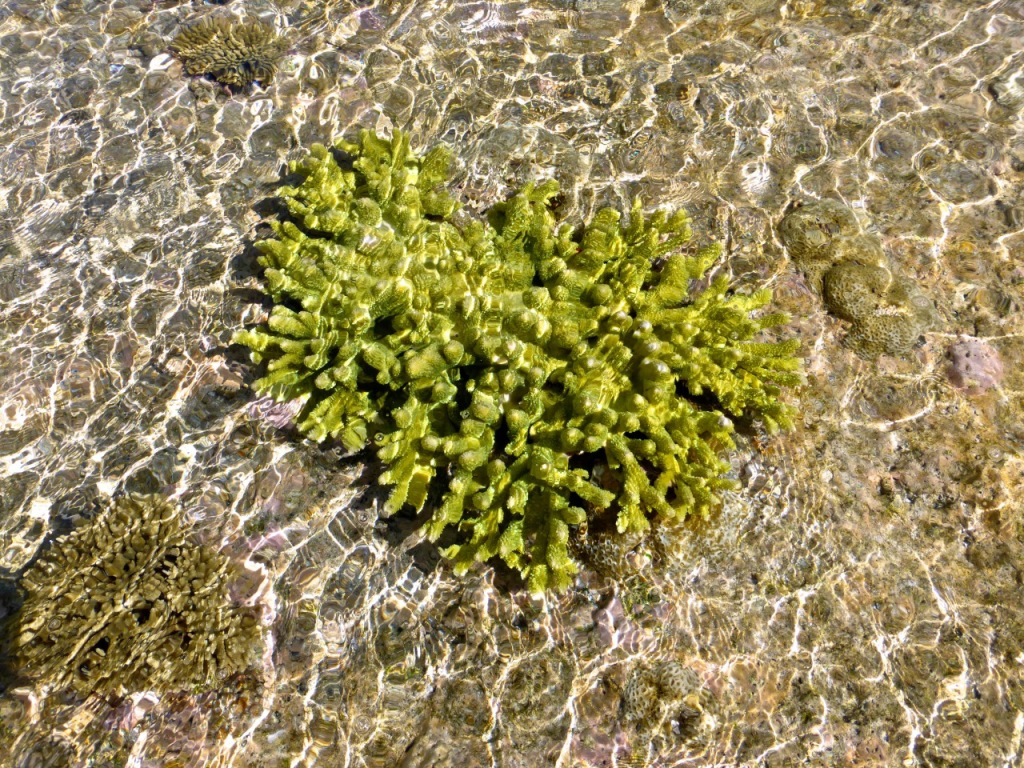 Minerva Reef - October 2014 - Coral (5) 