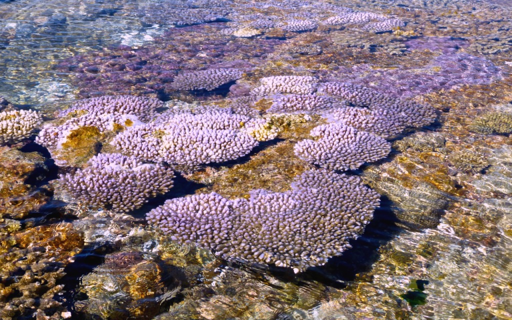 Minerva Reef - October 2014 - Coral (1) 