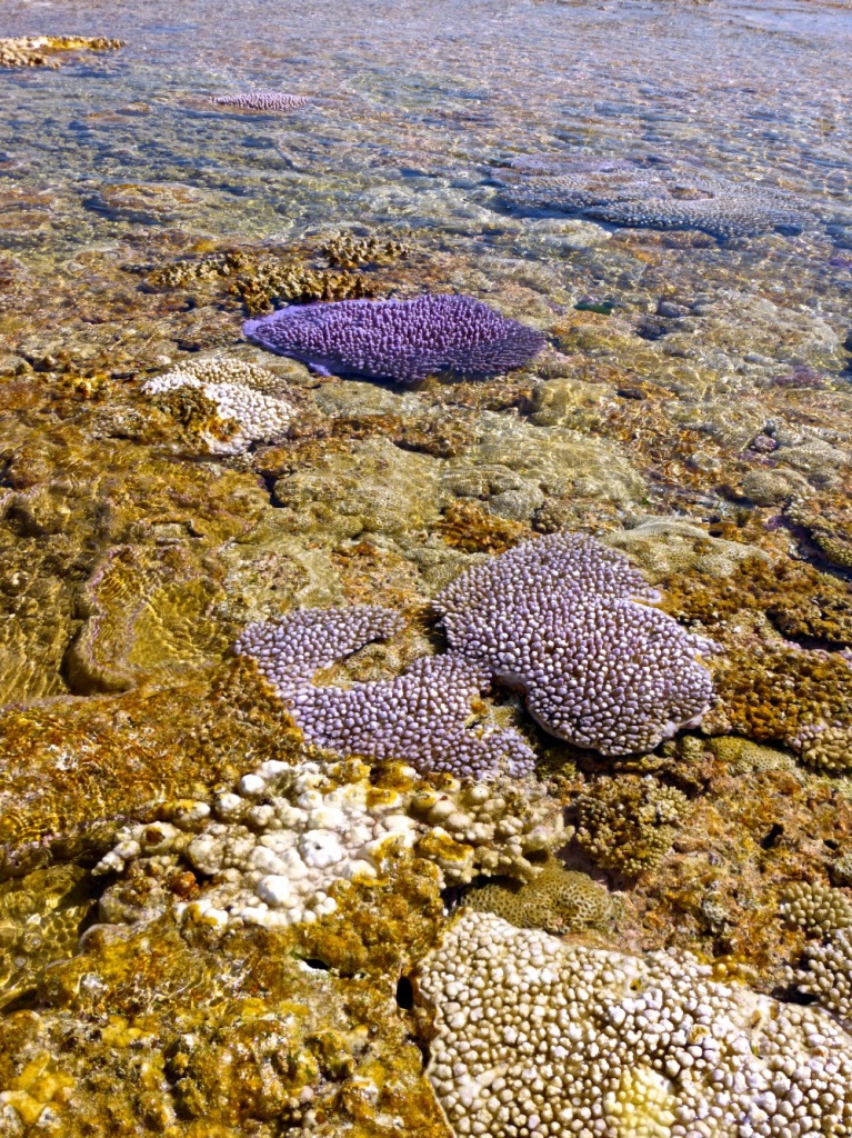 Minerva Reef - October 2014 - Coral (6) 