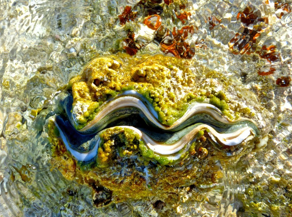 Minerva Reef - October 2014 -- Clam