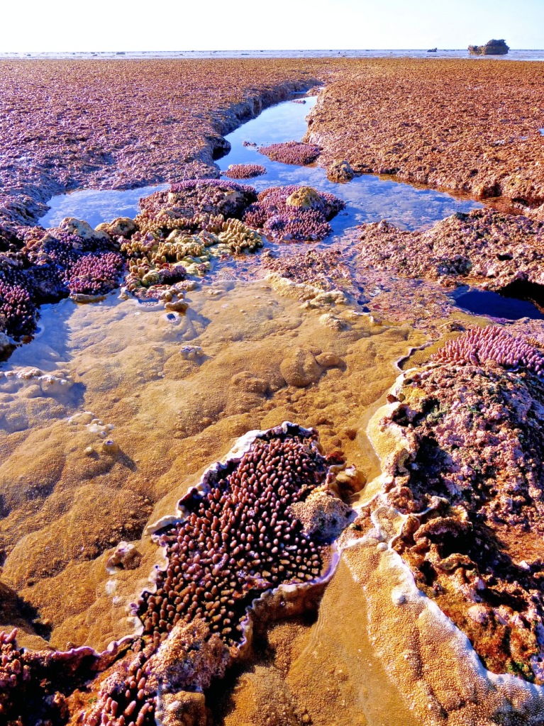 Minerva Reef - October 2014 - Coral (2) 