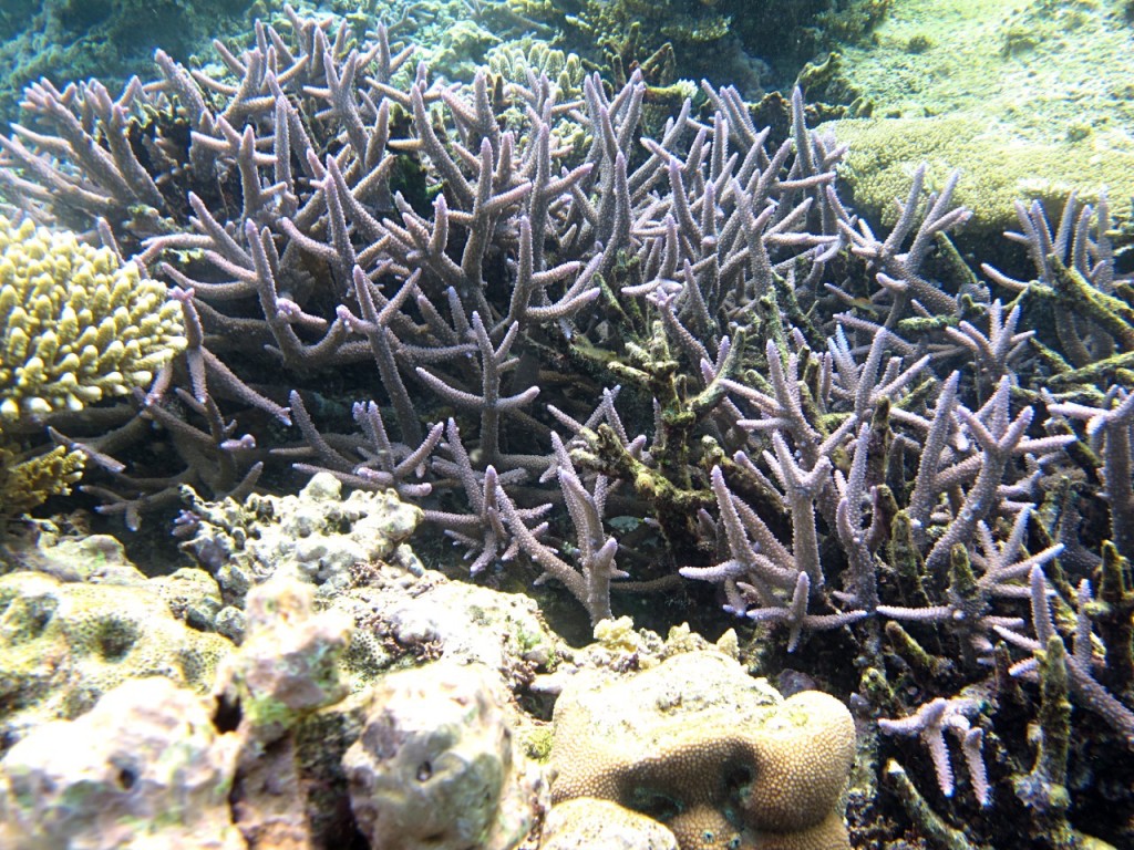 Reef Near Dive Shop