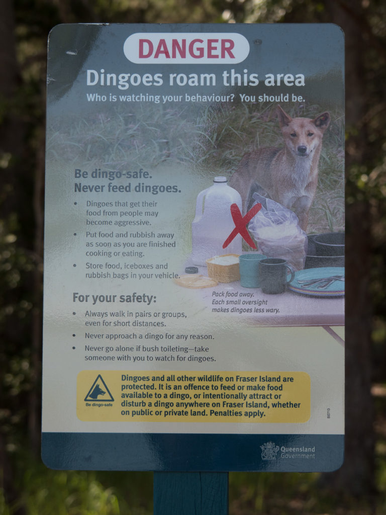 Beware of Dingoes