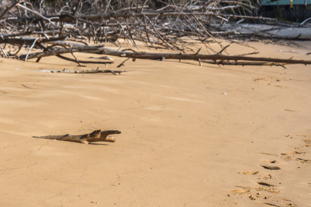 Fraser Island Wooden Crocodile