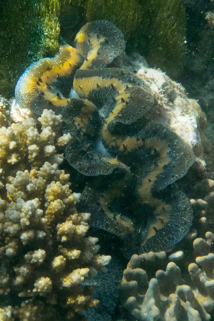 Bait Reef Clam
