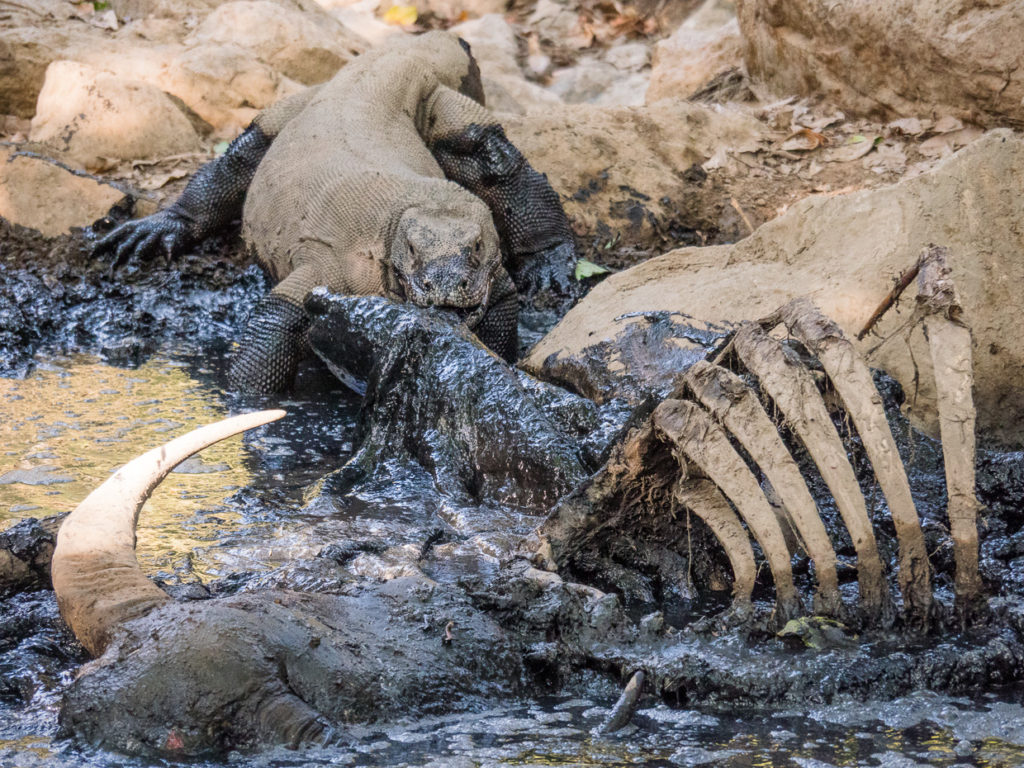 Komodo Dragon Dining on Water Buffalo For Cardinal Guzman's The Changing Seasons