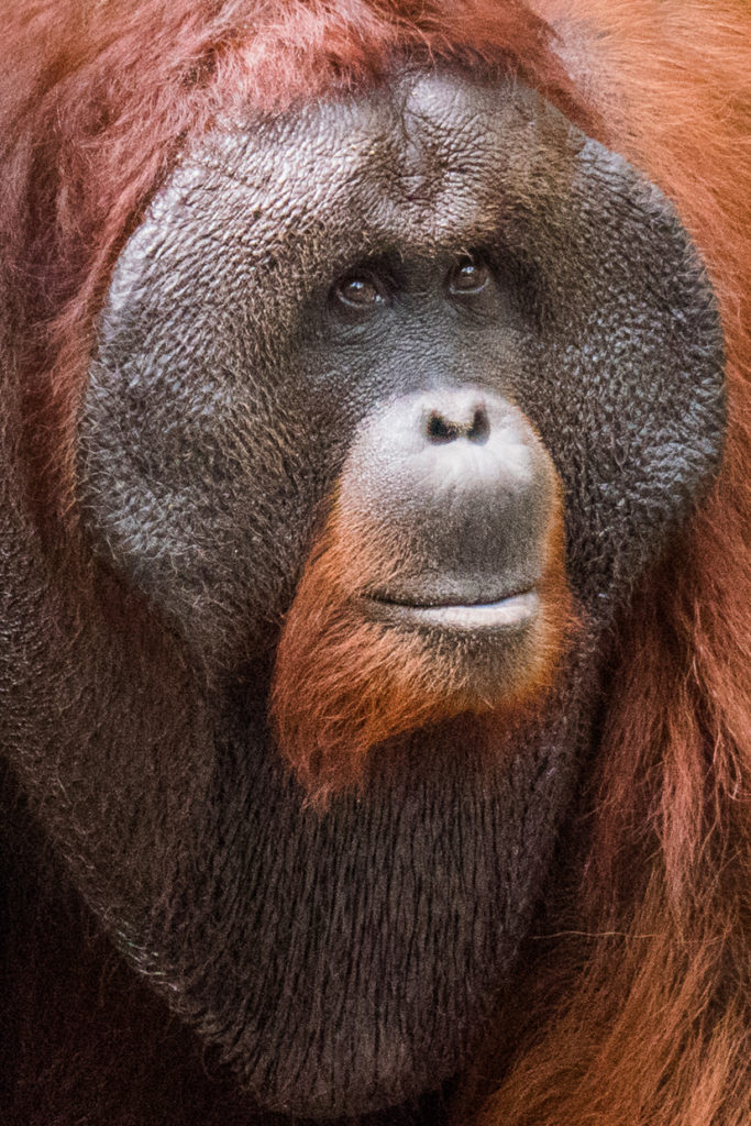 Dominant Male Orangutan Tanjung Pitang National Park