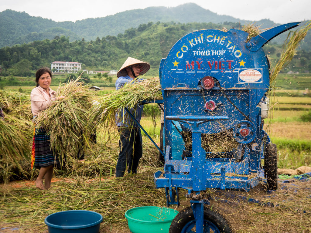 Farmers On The Road To Lai Chau Feeding Rice Harvest Into Separator Machine