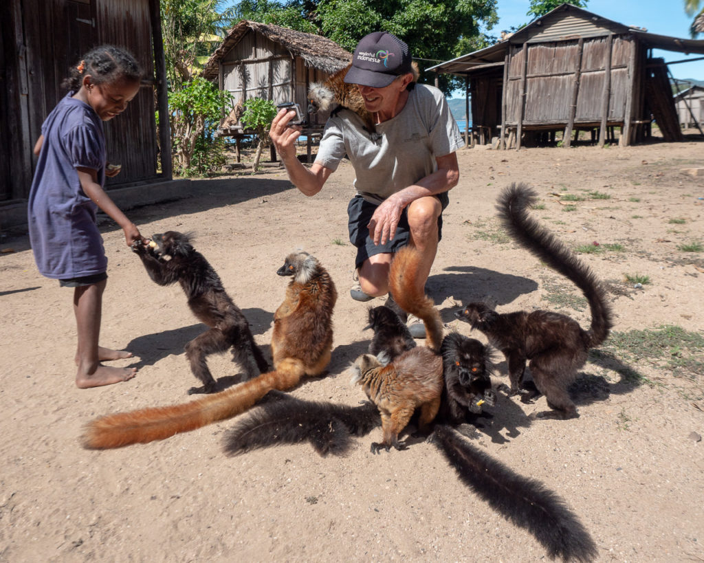 Man and Child Playing With Group Of Wild Lemurs in Village At Nosy Mamoko