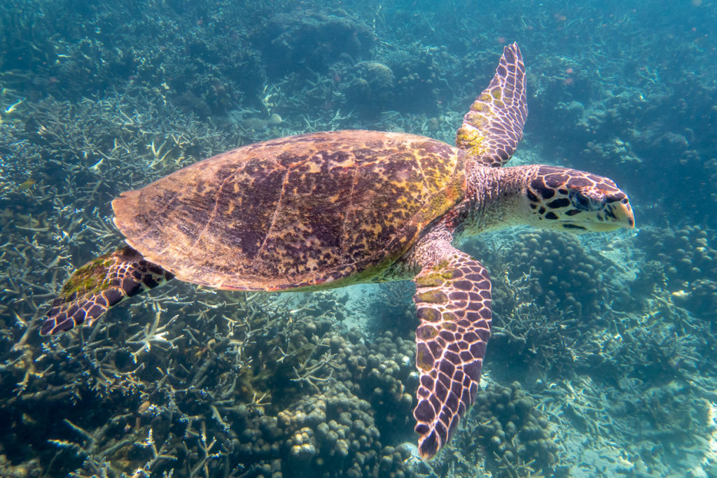 Sea Turtle Swiming in Nosy Tanihely Madagascar