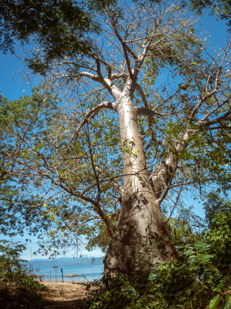 Amandla Sailboat In A Baobab Frame Nosy Mamoko, Madagascar
