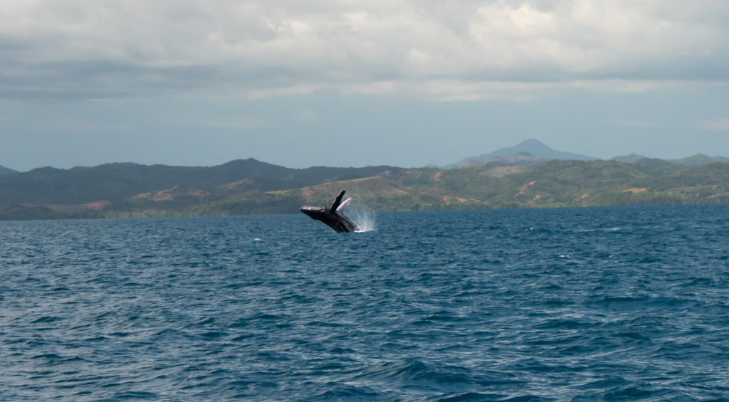 Whale Doing A Back Flip In Madagascar