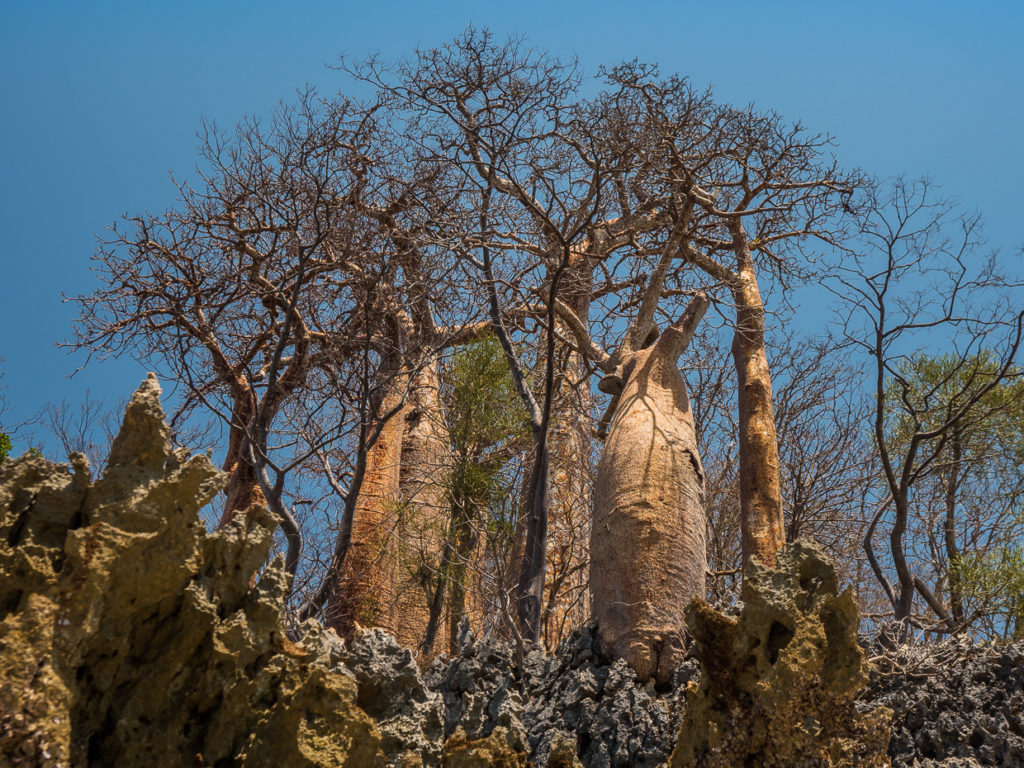 Baobab Trees Moromba Bay Madagascar