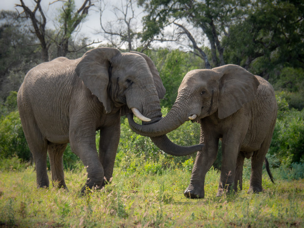 Elephants with Trunks Intertwined At Hluhluwe