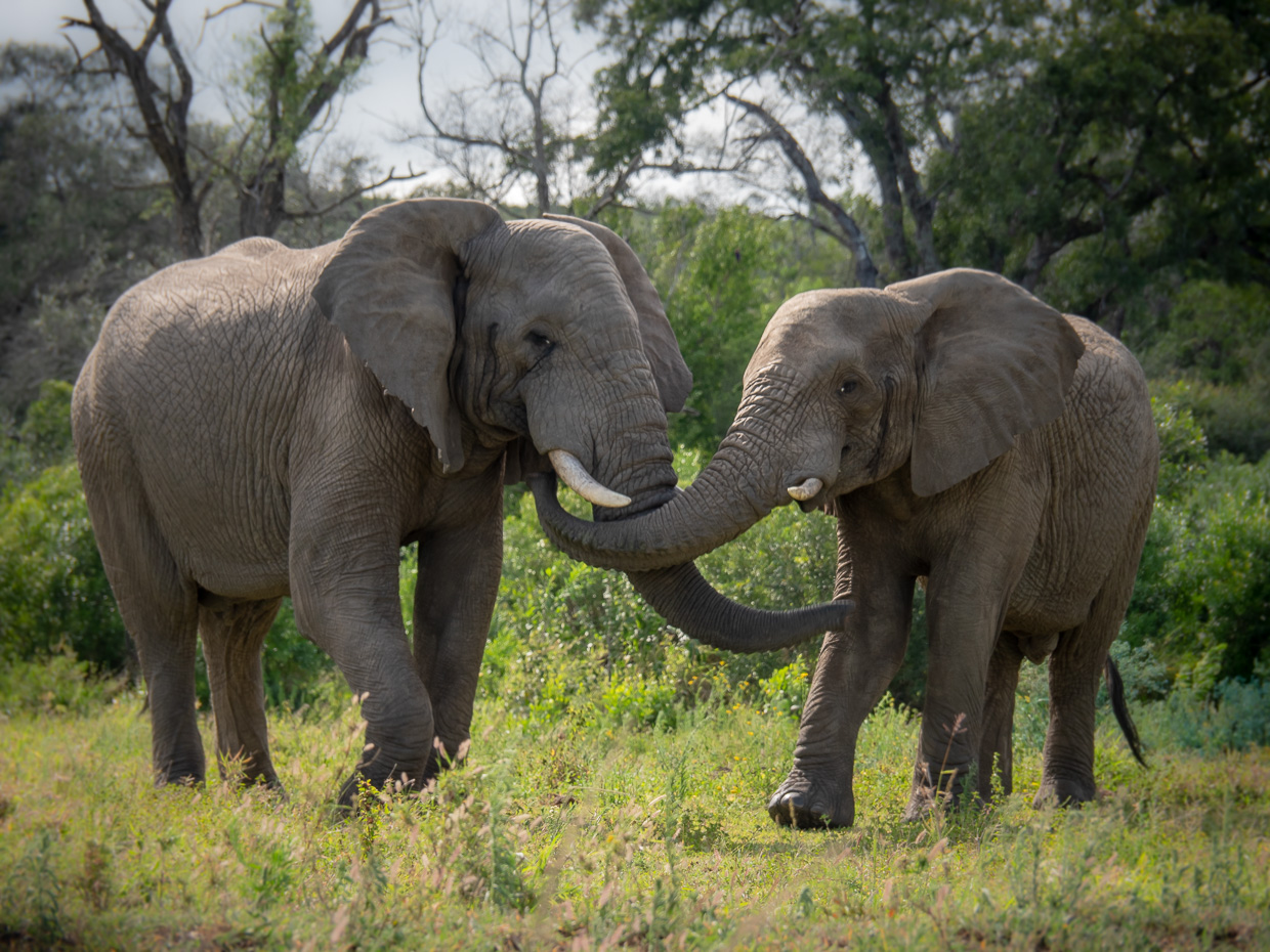 Passage To South Africa – Lisa Dorenfest