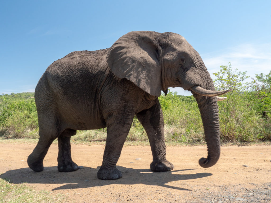 Elephant Hluhluwe–IMfolozi Game Reserve