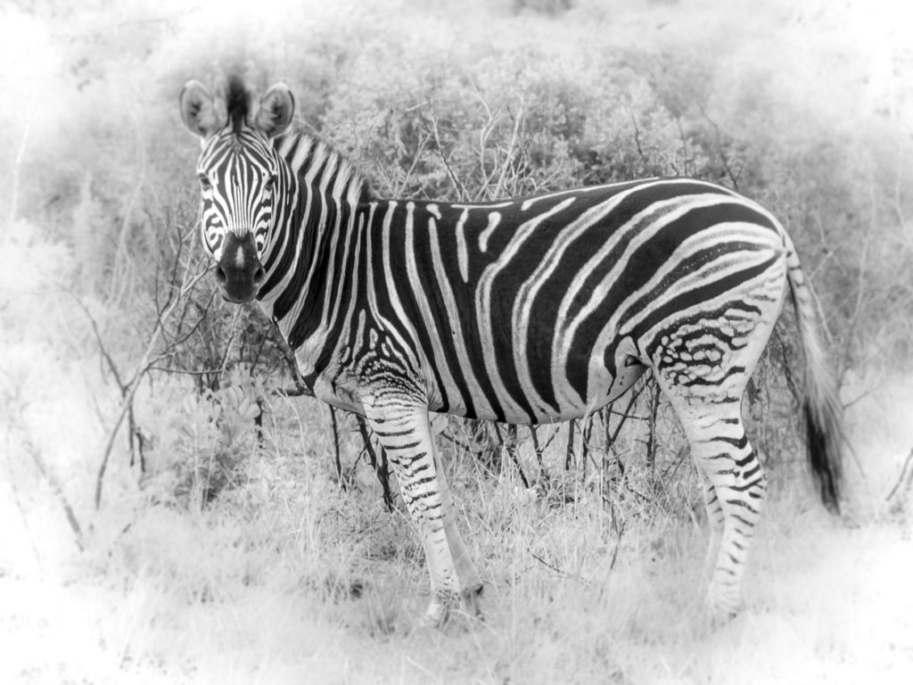 Zebra, Black And White Image