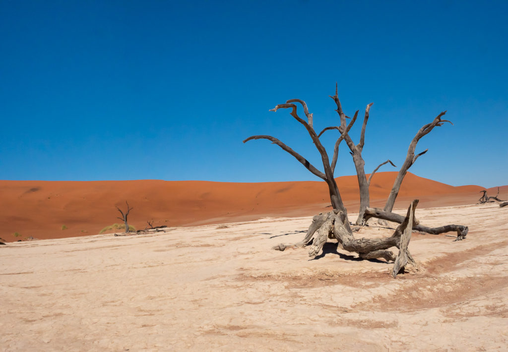 Dead Acacia Tree Juxtaposed Against Deadvlei Sand Dune in Sossovlei Nambia
