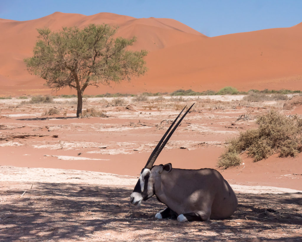 Gemsbok in repose at Sossusvlei in Namibia