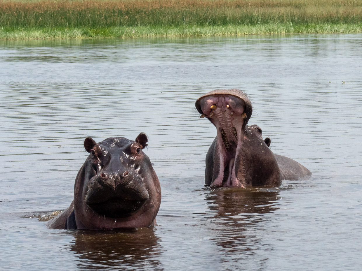 Hippos closeup in Moremi one with mouth open