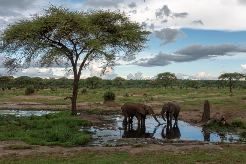 Three elephants reflected in watering hole at Senyati Safari Camp in Botswana