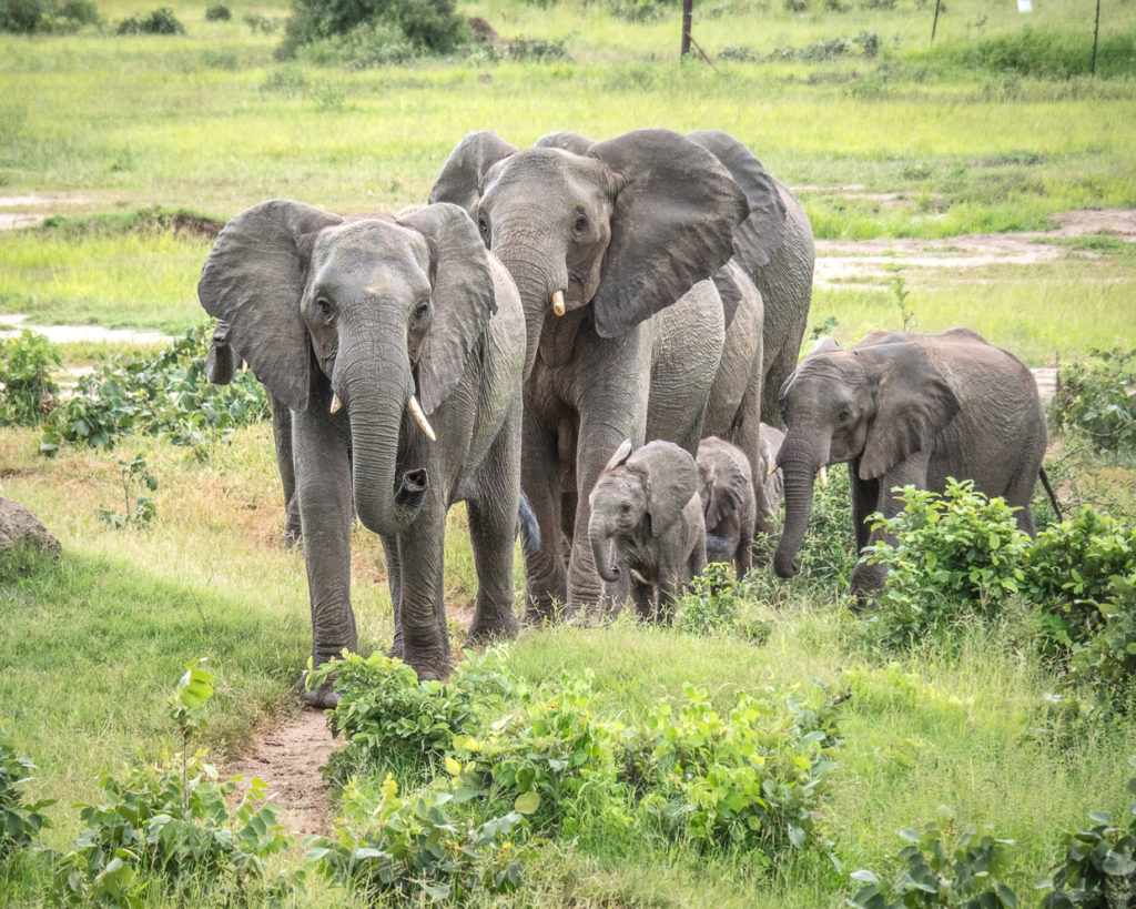 Elephant herd with baby approaching in Botswana