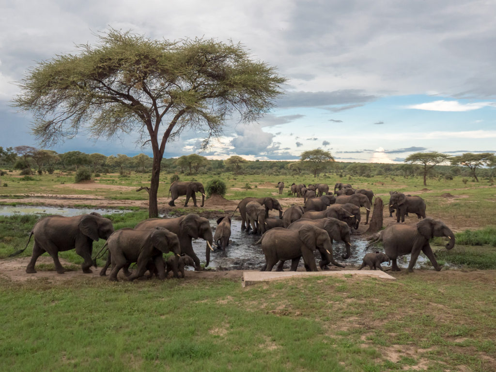 Elephants congregate at watering hole at Senyati Safari Campe