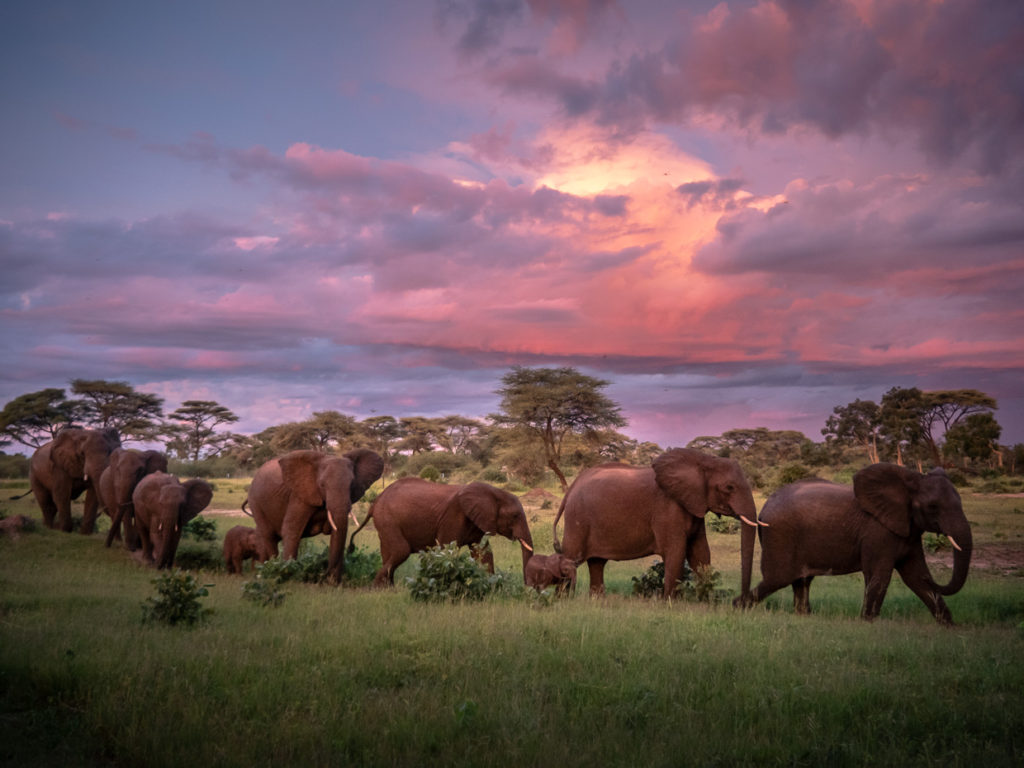Sunset with elephant herd at Senyati Safari Camp in Botswana