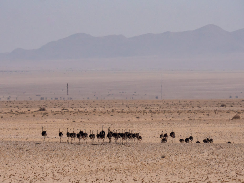 Gang of ostriches walking in the desert toward the mountains in Namibia