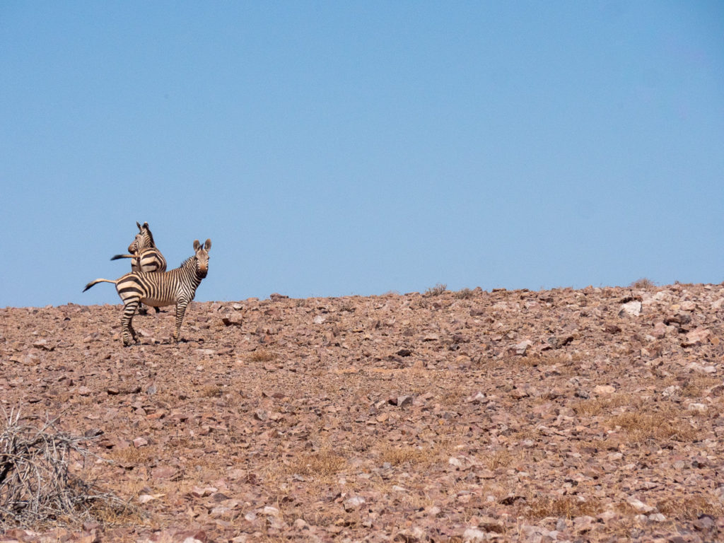 Zebras on rocky desert landscape in Namibia