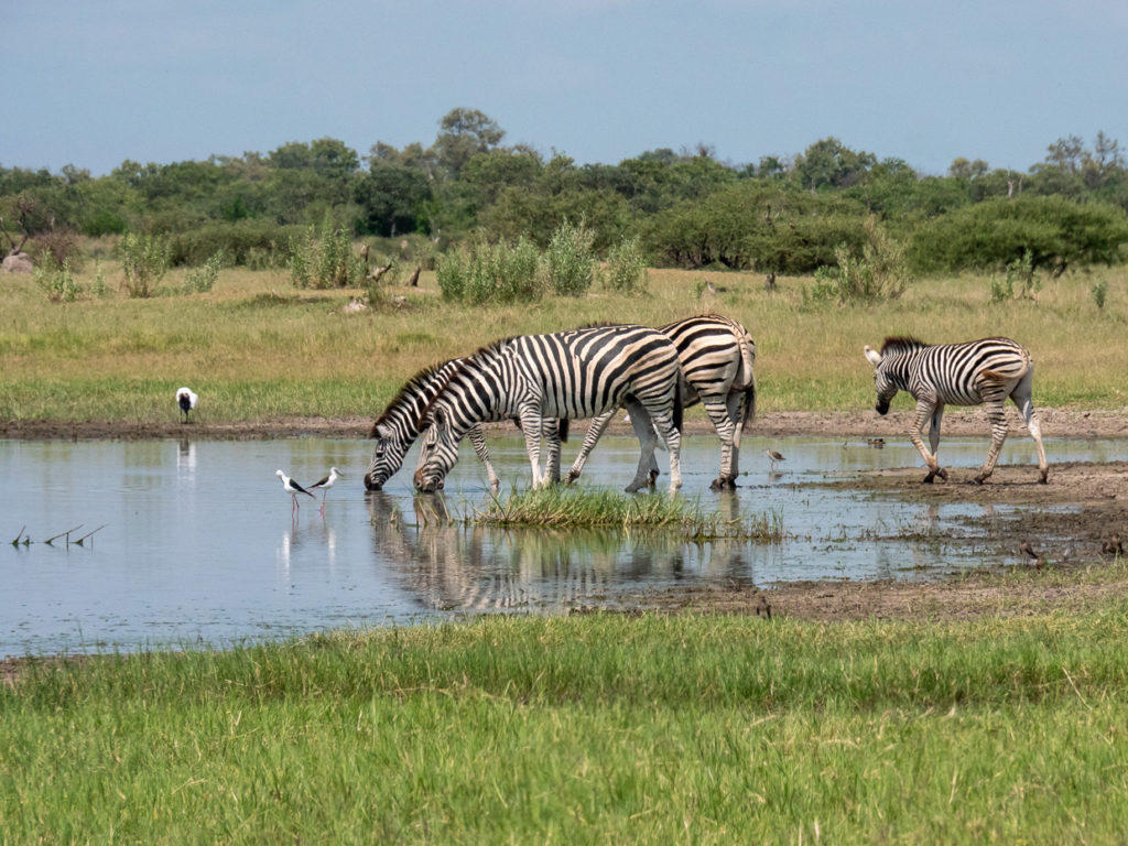 Zeal of zebras reflected in shallow pool drinking water at Moremi along the Okavango Delta