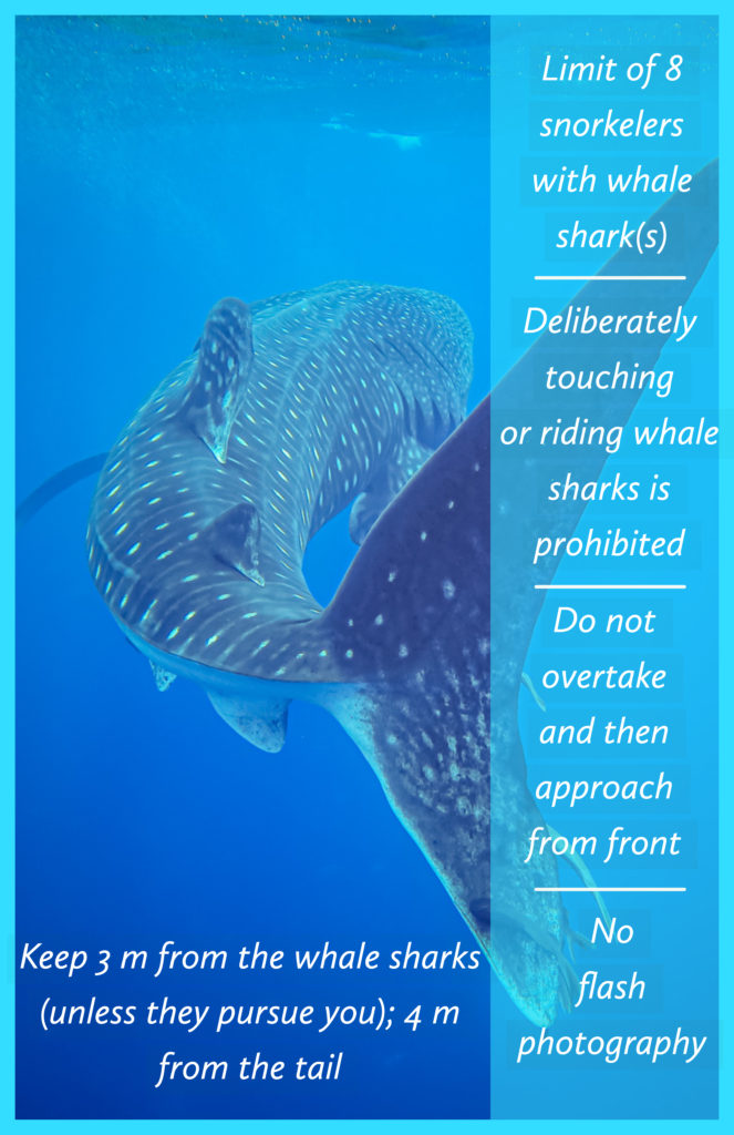 Whale shark overlaid with text of guidelines for snorkeling with them