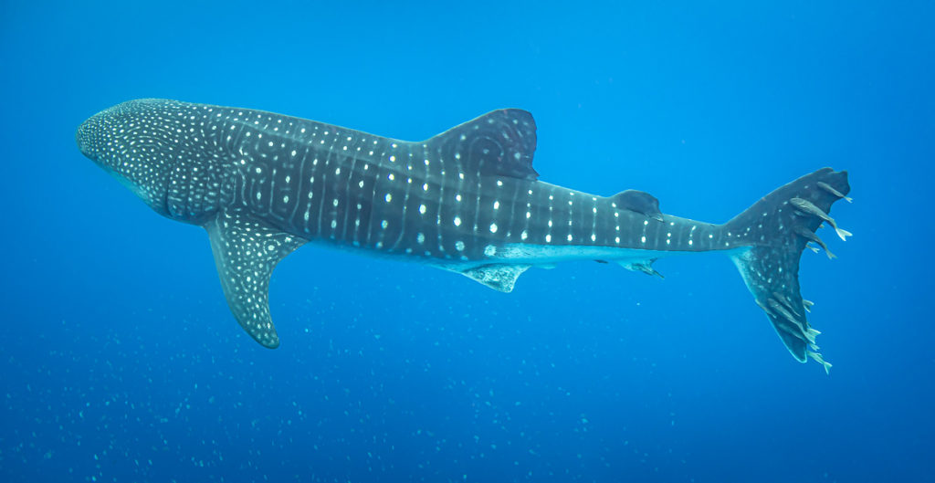 Panorama of whale shark taken from side in Saint Helena