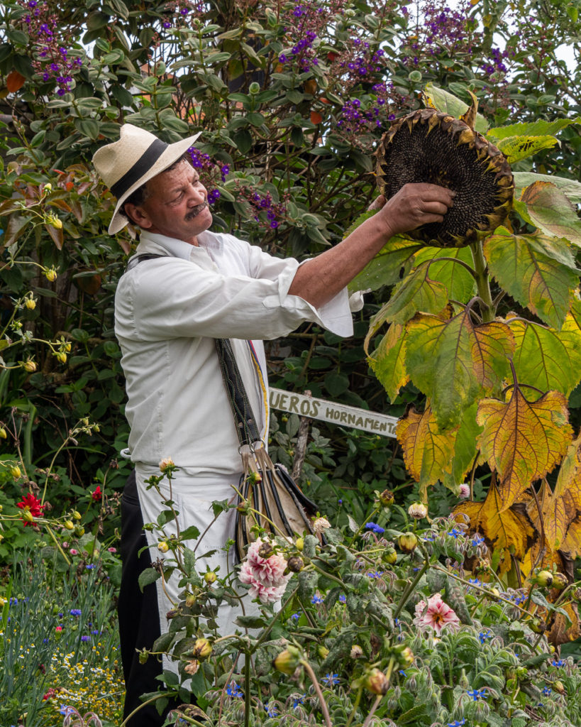 Silletero collects sunflower seeds in flower field