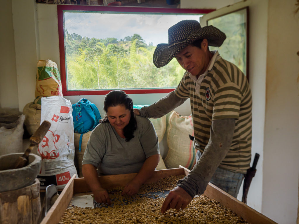 Woman and Man Selecting The Best Coffee Beans At Finca El Ocaso