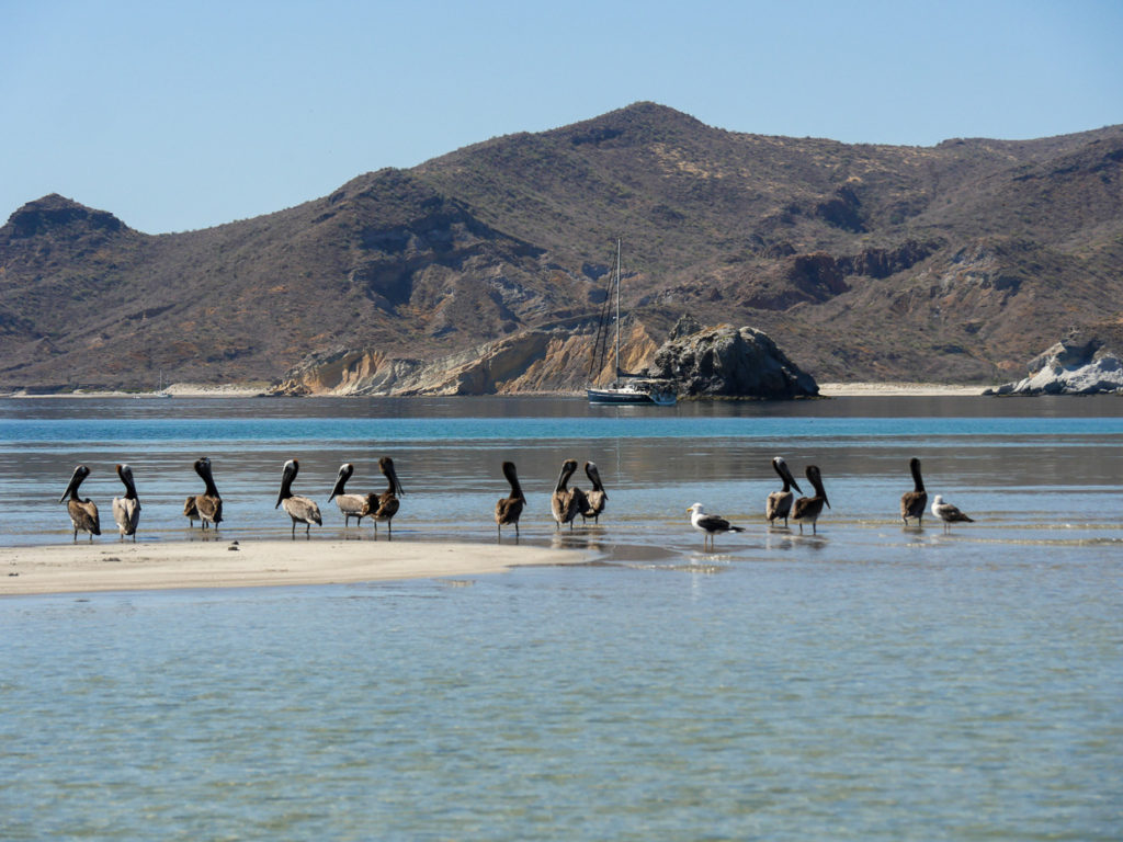 Pelicans Off Spit In San Juanico Anchorage